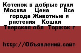 Котенок в добрые руки. Москва. › Цена ­ 5 - Все города Животные и растения » Кошки   . Тверская обл.,Торжок г.